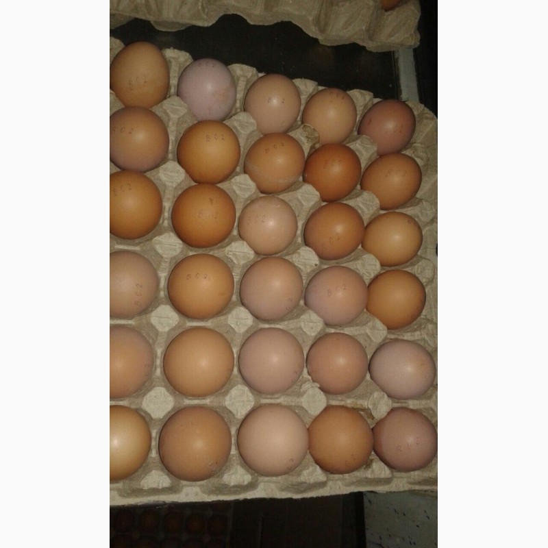 Фото 3. Яйцо куриное