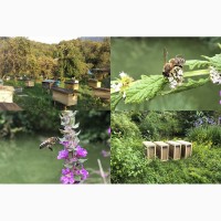 Пчелопакеты 2019 года и ценные пчелиные матки