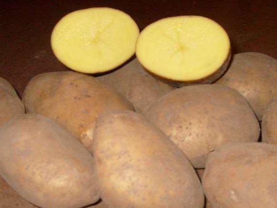 Фото 2. Продам продовольственный картофель оптом