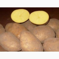 Продам продовольственный картофель оптом