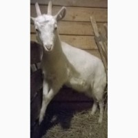 Продам покрытых чистопородных коз зааненской породы