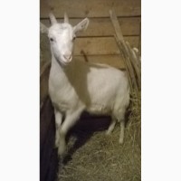 Продам покрытых чистопородных коз зааненской породы