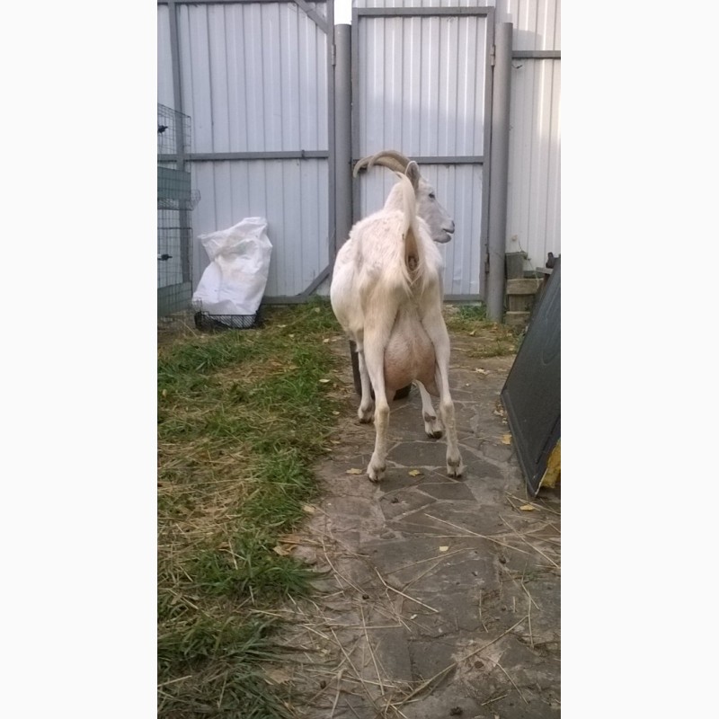 Фото 6. Продам покрытых чистопородных коз зааненской породы