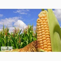 Гибриды семена кукурузы ПР39Д81 (Пионер, Pioneer) ФАО260