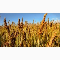 КФХ Садыгин Сеем, сажаем большим оптом зерновые бобовые культуры на наших полях хозяйствах