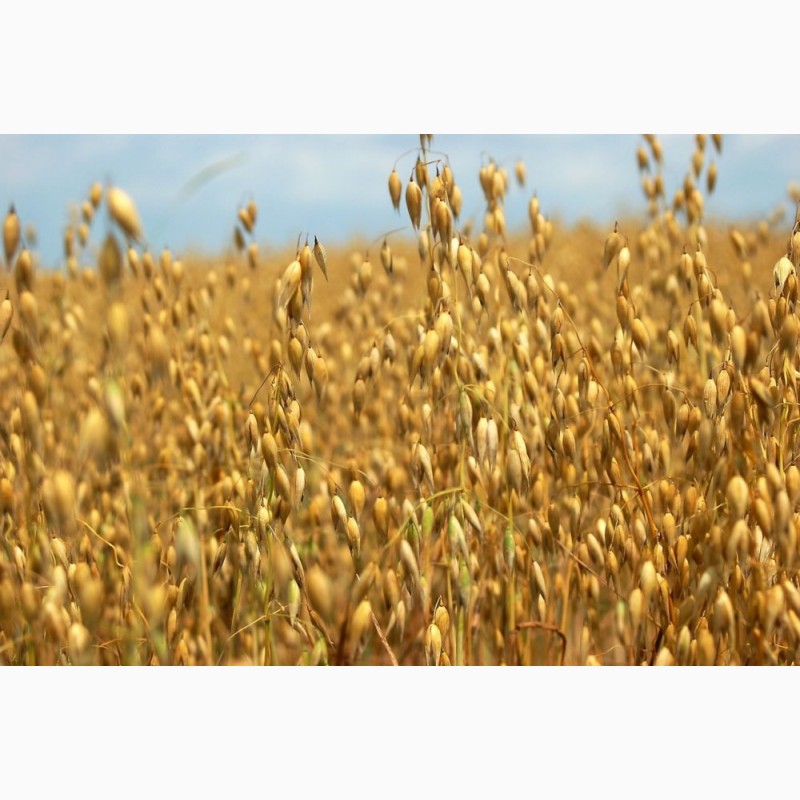 Фото 15. КФХ Садыгин Сеем, сажаем большим оптом зерновые бобовые культуры на наших полях хозяйствах
