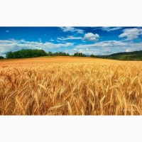 КФХ Садыгин Сеем, сажаем большим оптом зерновые бобовые культуры на наших полях хозяйствах