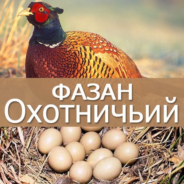 Продам/ яйцо инкубационное фазана охотничьего и кавказского .