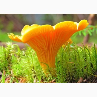Заготовитель грибов : Лисичка, белый гриб