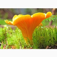 Заготовитель грибов : Лисичка, белый гриб