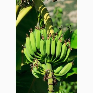 Прямые продажи бананы
