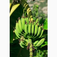 Прямые продажи бананы
