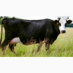 Продам дойных коров Ярославской породы 210 голов