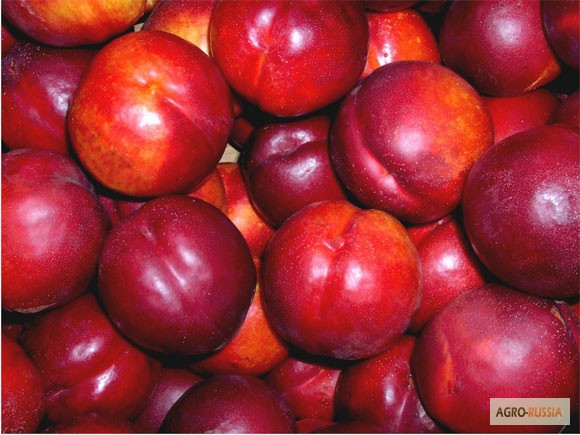 Фото 6. Продам яблоки из Китая
