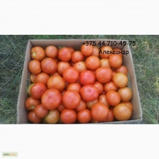 Продаем помидоры оптом из Беларуси