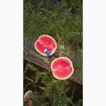 Реализуем арбузы оптом с полей Краснодара и Казахстана