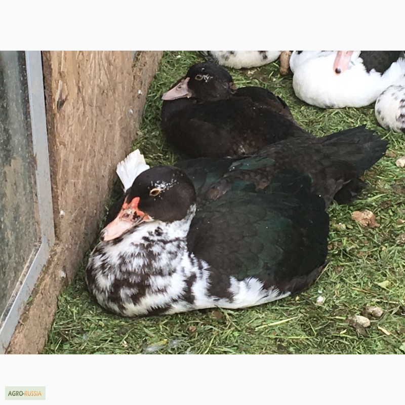 Фото 3. Селезни индоутки (мускусной утки) возраст 9 и 11 месяцев