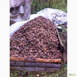 Продам кедровый орех, урожай 2016 годам отборную кедровую шишку.томская обл, село Базой