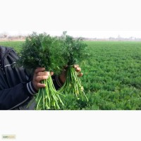 Зелень:укроп и петрушка из Узбекистана