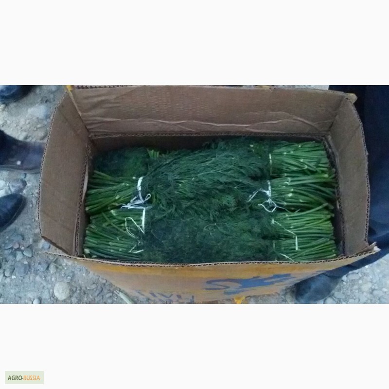 Фото 3. Зелень:укроп и петрушка из Узбекистана
