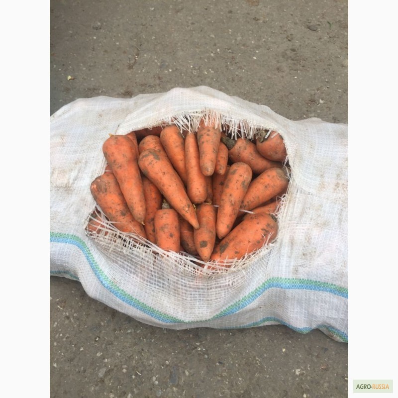Фото 2. Продается морковь