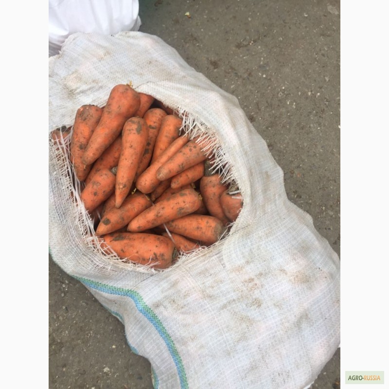Фото 3. Продается морковь