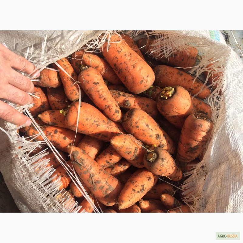 Фото 5. Продается морковь
