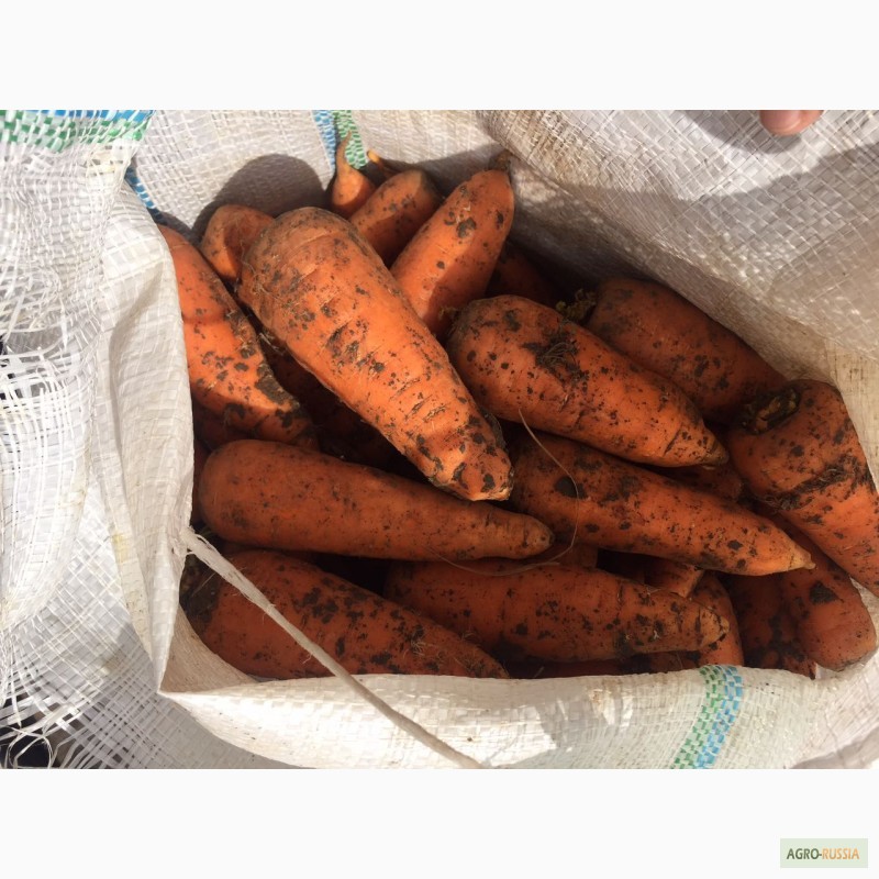 Фото 6. Продается морковь