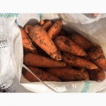 Продается морковь