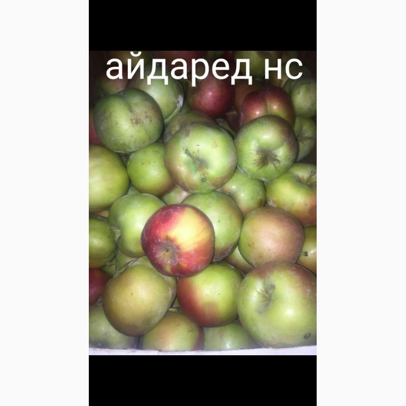 Фото 5. Продам яблоко разных сортов, Батайск
