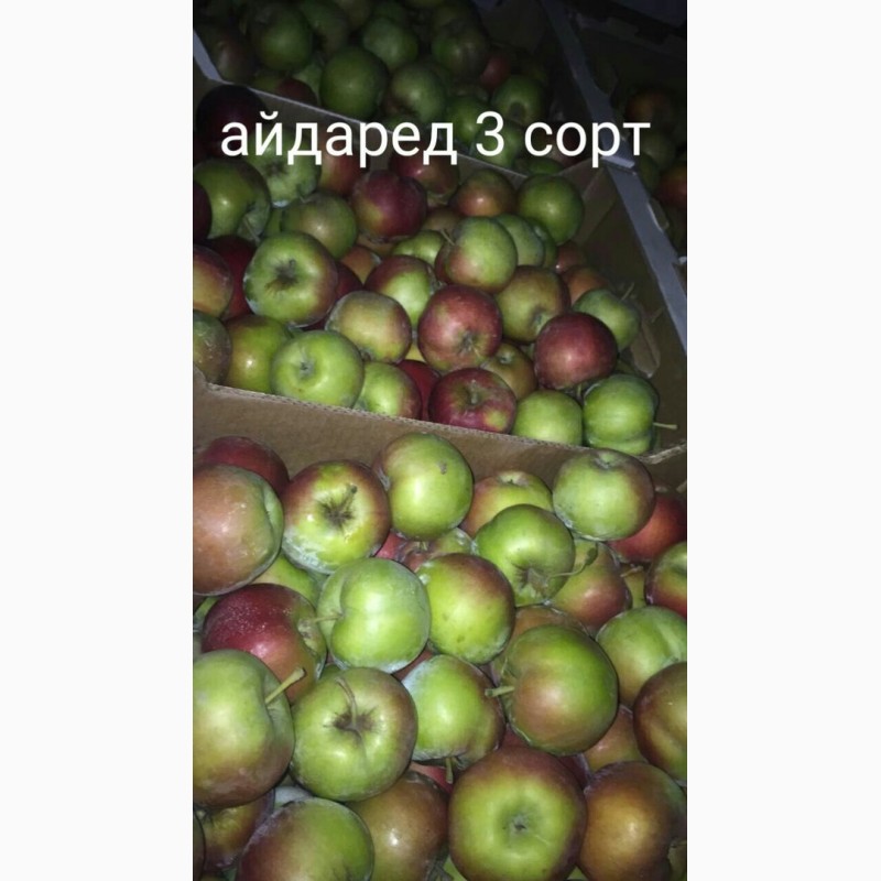 Фото 6. Продам яблоко разных сортов, Батайск