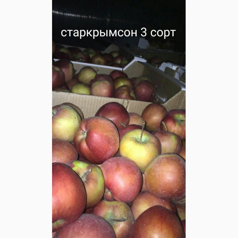 Фото 7. Продам яблоко разных сортов, Батайск