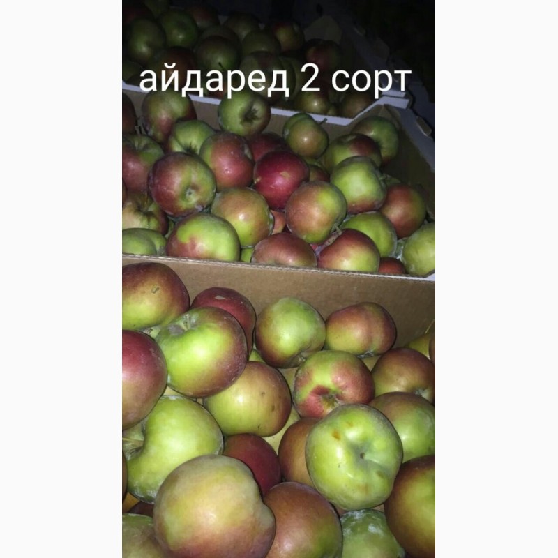 Фото 8. Продам яблоко разных сортов, Батайск