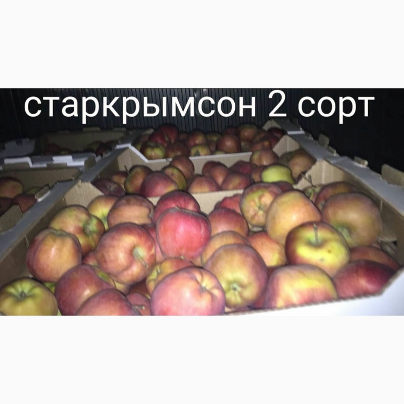Фото 9. Продам яблоко разных сортов, Батайск