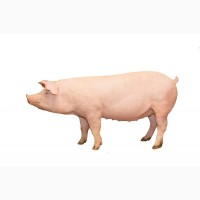 Гибридные свинки LY (F1)