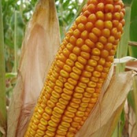 Кукуруза посевной Канадский трансгенный гибрид кукурузы SEDONA BT 166 ФАО 180