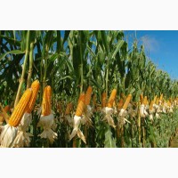 Кукуруза посевной Канадский трансгенный гибрид кукурузы SEDONA BT 166 ФАО 180