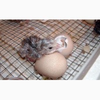 Цесарка серо-крапчатая: птенцы, яйца инкубационные и на еду, мясо
