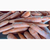 Морковь импортная