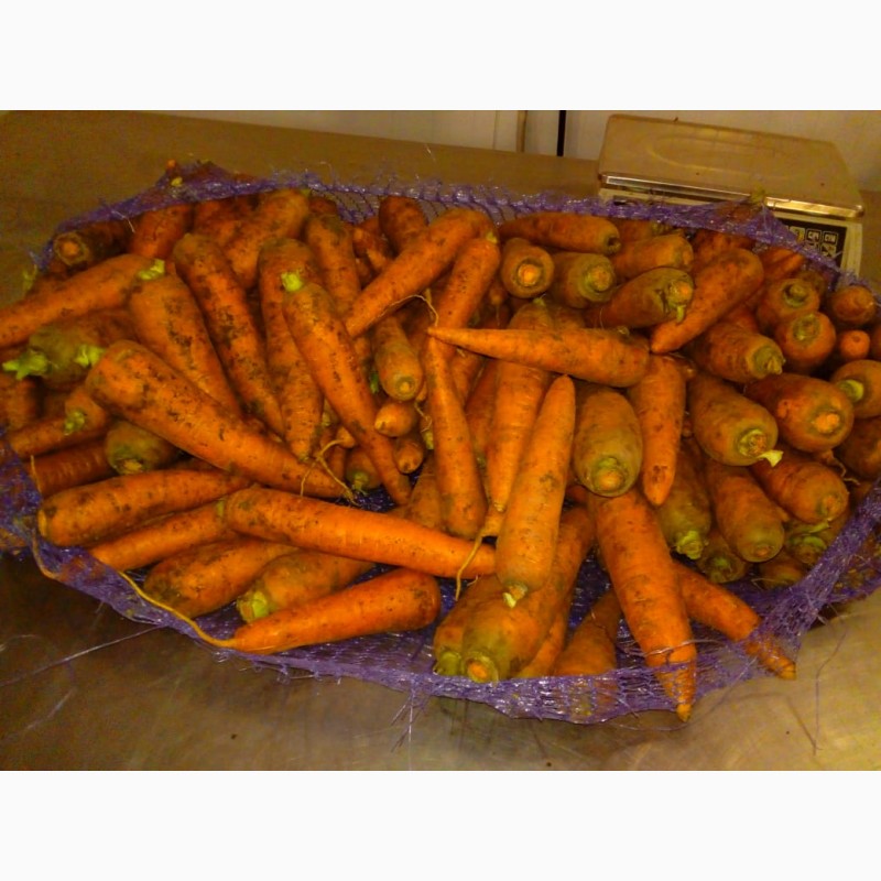 Фото 3. Морковь свекла капуста картофкль