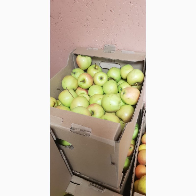 Фото 11. Продажа яблок собственного производства