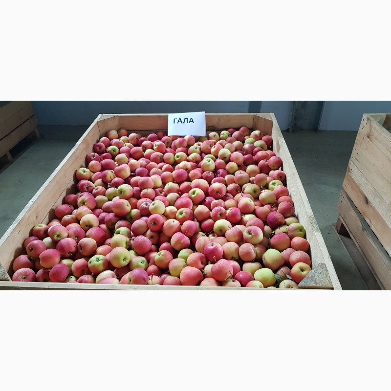 Фото 2. Продажа яблок собственного производства