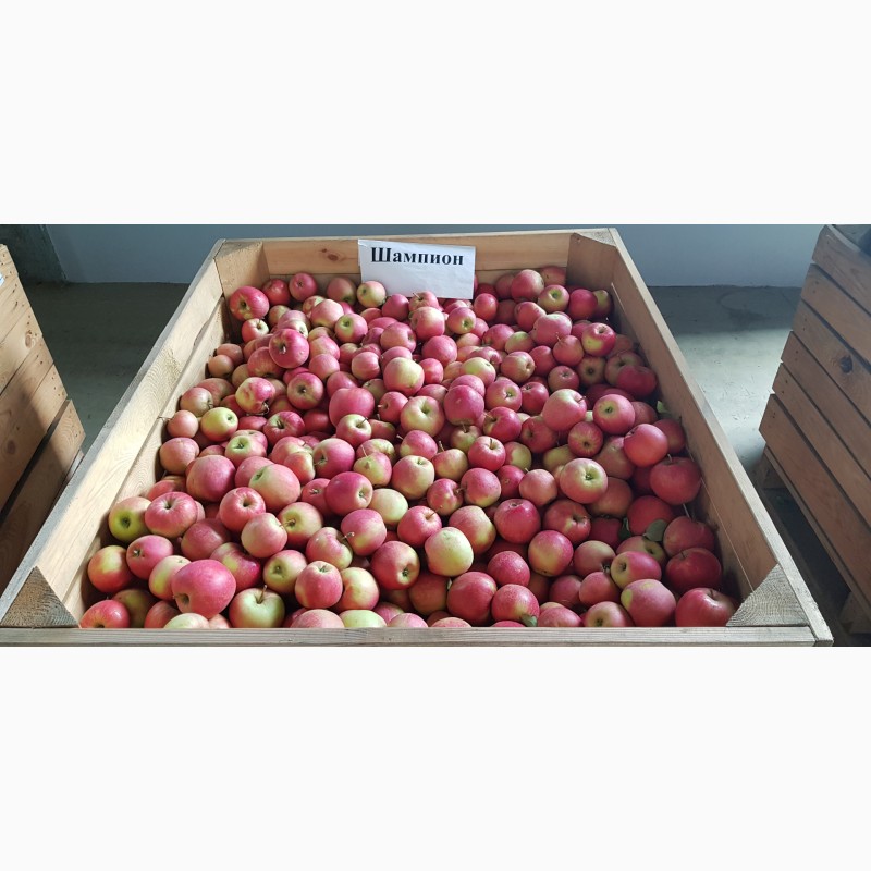 Фото 4. Продажа яблок собственного производства