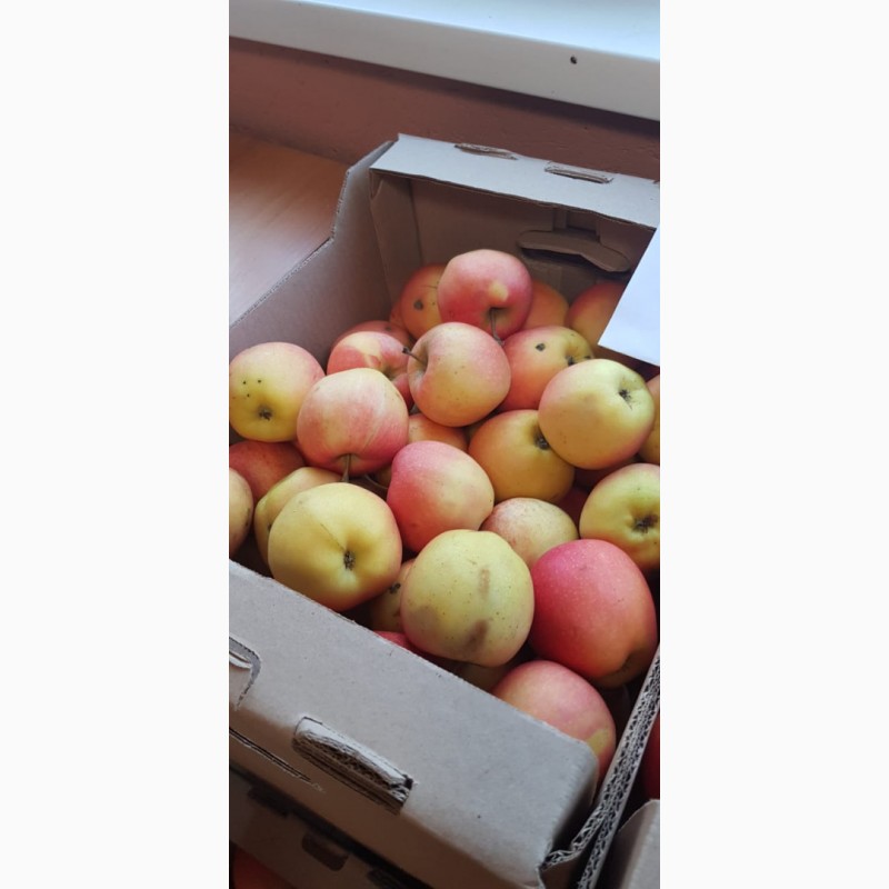 Фото 5. Продажа яблок собственного производства