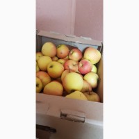 Продажа яблок собственного производства