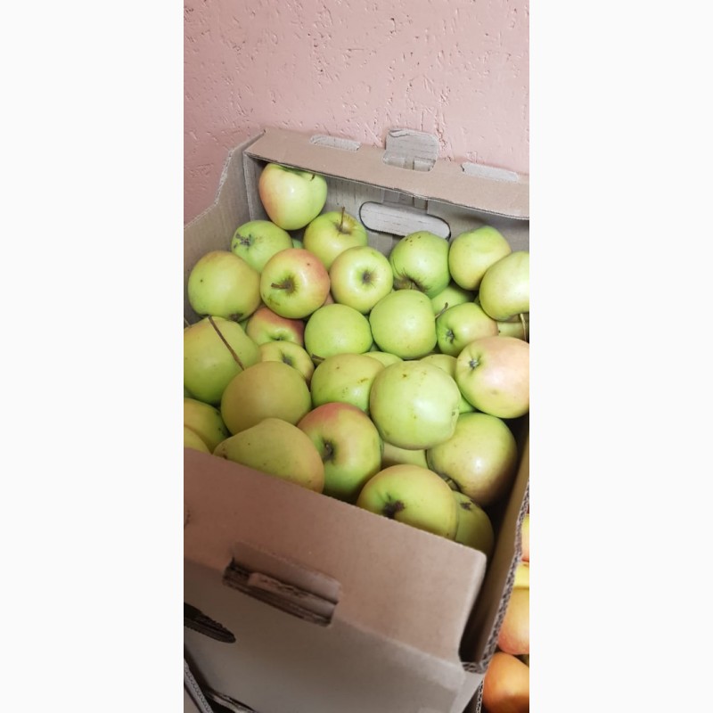 Фото 9. Продажа яблок собственного производства