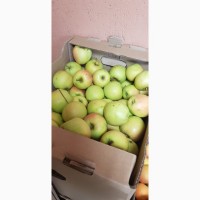 Продажа яблок собственного производства