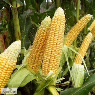 Гибриды семена кукурузы Лимагрейн (Limagrain, LG)