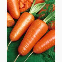 Семена моркови Шантане А Кур Руж 100000 шт 955 руб