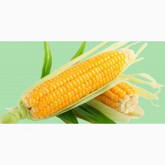 Семена кукурузы посевную 2021